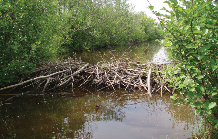 Spring ice jams beavers problem